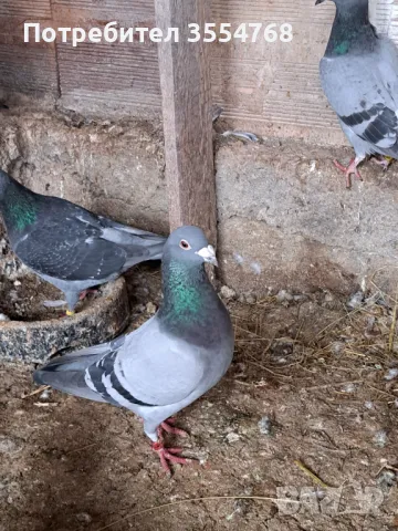 Спортни гълъби , снимка 5 - Гълъби - 49739422