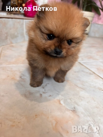 Померан мини, снимка 8 - Померан - 52997172