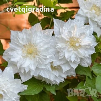 Clematis ‘Isago’ (Клематис Исаго)