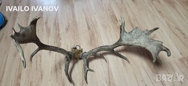 Рога от елен Лопатар , снимка 2 - Други ценни предмети - 48916538