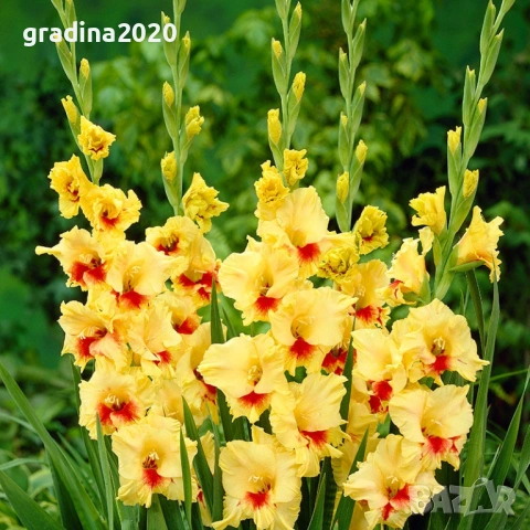 🌸 Луковици Гладиоли (Gladiolus), снимка 9 - Разсади - 53145180