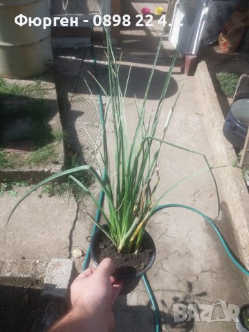 Книфофия - факелна лилия, снимка 6 - Разсади - 38086906