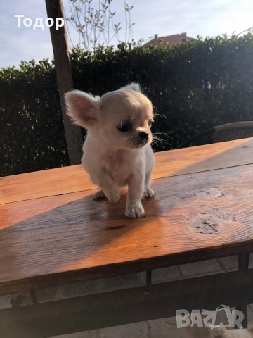 Продавам мини чихуахуа 