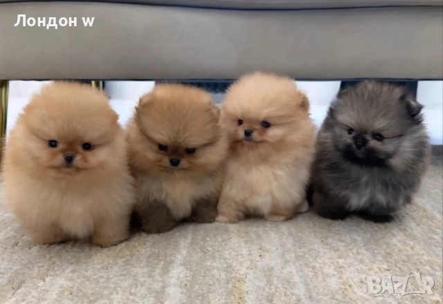 Померан мини 