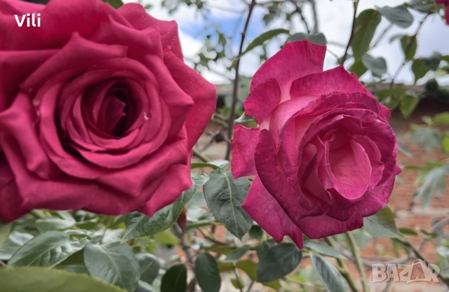 Роза на щипка за коса , снимка 16 - Аксесоари за коса - 49771829