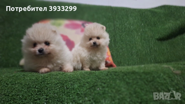 Померан мини померанчета , снимка 3 - Померан - 53411034