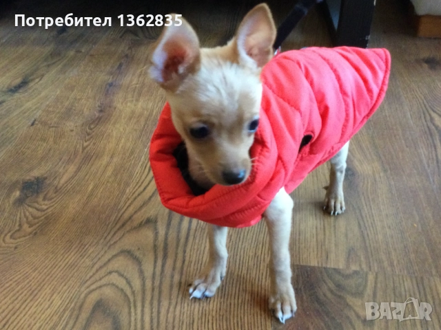 НОВ топъл червен зимен елек / елече / грейка за куче от Италия S, M и L размер, снимка 2 - За кучета - 51929069