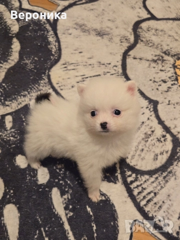 померан мини мини шпиц, снимка 2 - Померан - 52566587
