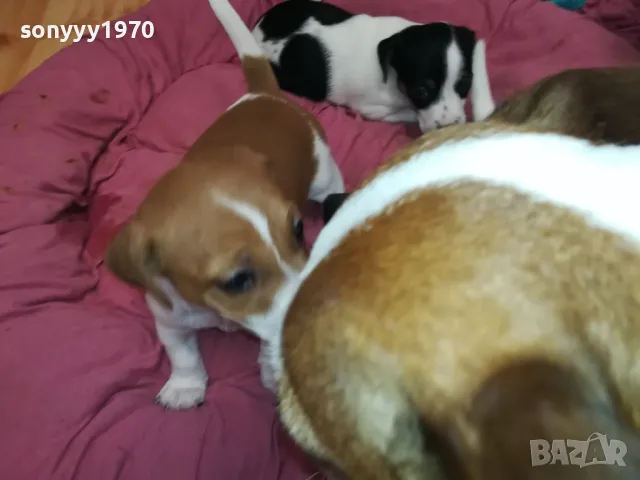 ДЖАК РЪСЕЛ-БЕБЕТА ДЖАКОВЕ-ВИДИН 0302251844, снимка 9 - Джак ръсел териер - 48948026