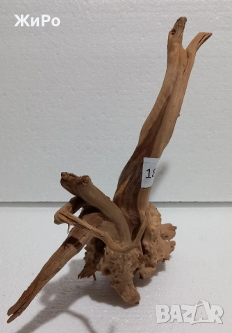 Корен от Азалия /декорация/ 18, снимка 2 - Други - 48936428