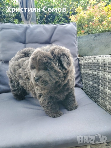 Чистокръвни Чау Чау , снимка 6 - Чау Чау - 53014484