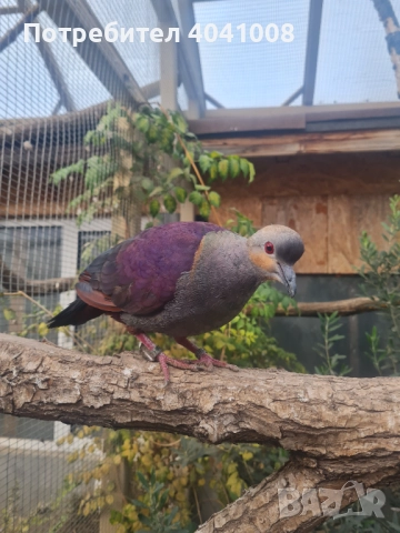 Продавам Егзотични гълъби , снимка 2 - Гълъби - 52808966