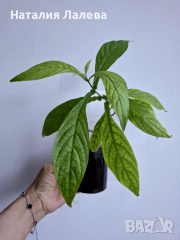 Пахистахис, Pahistahis lutea, снимка 2 - Стайни растения - 52970739