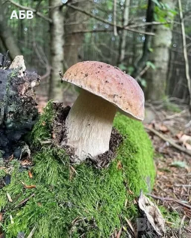 Прясна и суха борова манатарка, пачи крак!, снимка 8 - Домашни продукти - 27684634