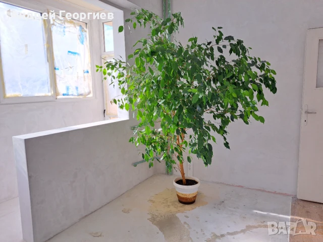Фикус Бенджамин - над 2метра височина, снимка 2 - Стайни растения - 50968426