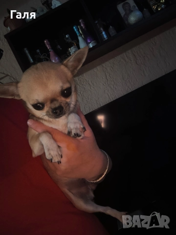 мини чихуахуа , снимка 4 - Чихуахуа - 51462330