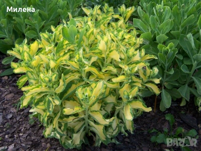 Седум спектабиле Вариегатум, снимка 3 - Стайни растения - 51236383