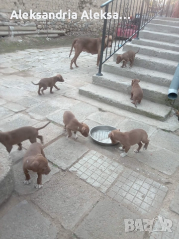 Продавам породисти питбулчета, снимка 14 - Питбул - 52281077