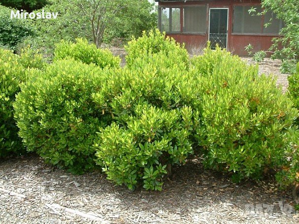 Ягодово дърво/Arbutus unedo (кумарка), снимка 5 - Градински цветя и растения - 39955636