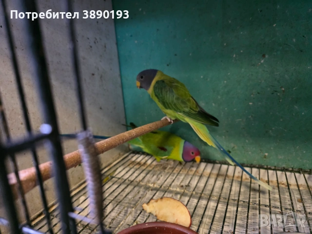 Сливоглав Александър , снимка 4 - Папагали - 53175149