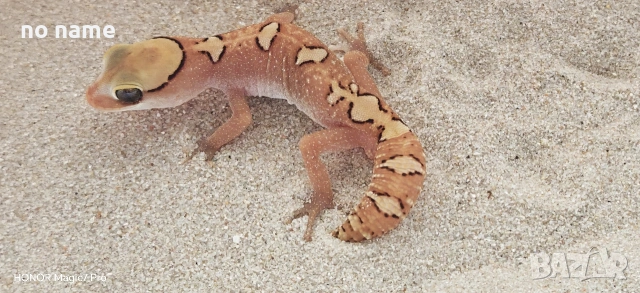 Гекон Diplodactylus Galeatus (Helmeted gecko)