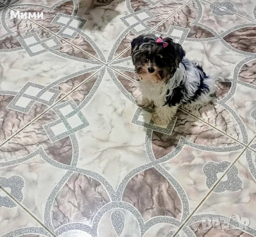 Бивър йоркширски териер 