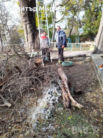 Рязане на високи опасни дървета Косене на тревни площи, снимка 14 - Други услуги - 50980475