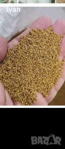 Продавам люцернено семе , снимка 2 - Сортови семена и луковици - 53565056