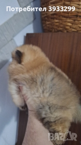 Померан мини померанче момче, снимка 5 - Померан - 52328942