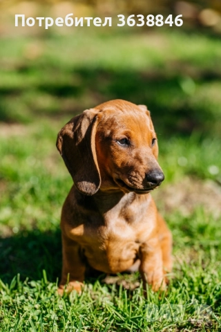 дакел, снимка 5 - Дакели - 52433665