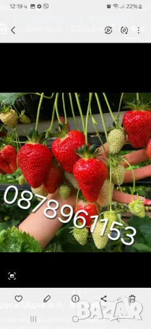 Разсад ягоди , снимка 2 - Разсади - 49982346
