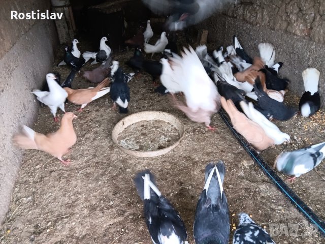 Гълаби , снимка 4 - Гълъби - 43241732