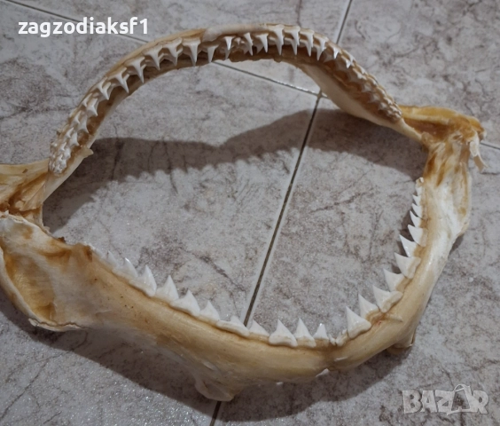 Челюст от Бул Шарк "БИЧА АКУЛА" 100% Истинска, снимка 7 - Колекции - 52799291