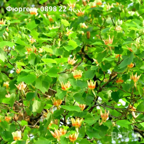 Лирово дърво (Liriodendron), снимка 4 - Разсади - 49395150