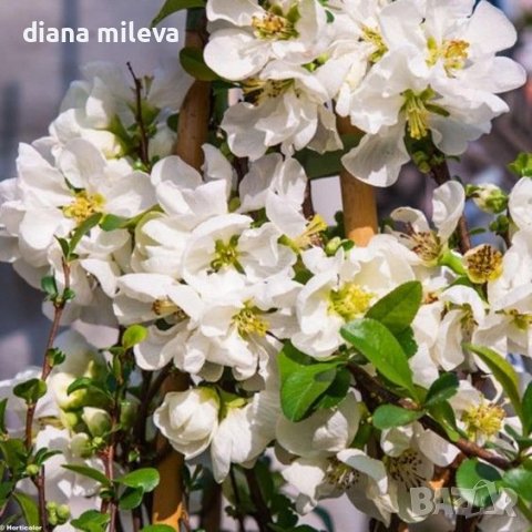 Японска Дюля, Chaenomeles superba jet trail, снимка 2 - Градински цветя и растения - 39409896