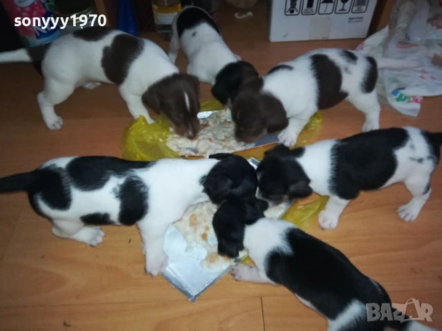 джак ръсел-кученце по избор 250лв за брой 1809250756