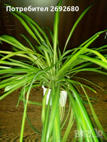 Хлорофитум, традесканция , снимка 4 - Стайни растения - 50924533