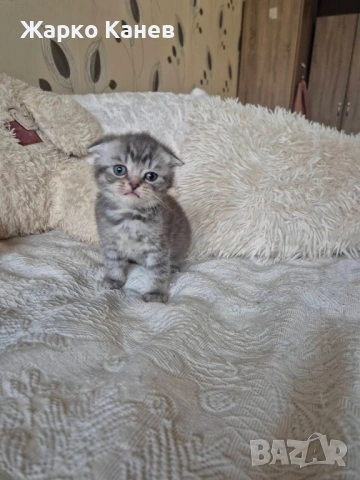 Британски и шотлански котета, снимка 6 - Британска късокосместа - 53305063