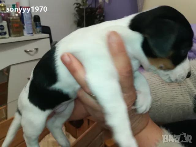 АЗ СЪМ СЛАДКО БЕБЕ ДЖАК,ТЪРСЯ НОВИЯ СИ ДОМ 0102251734, снимка 15 - Джак ръсел териер - 48920630