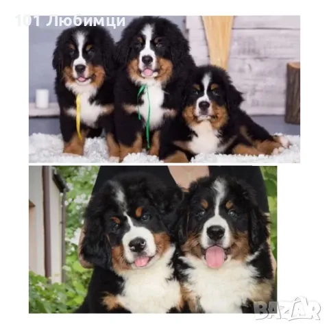 Бернска овчарка 