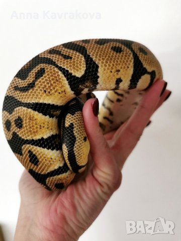  Кралски питон Ball python, снимка 2 - Змии - 43920542
