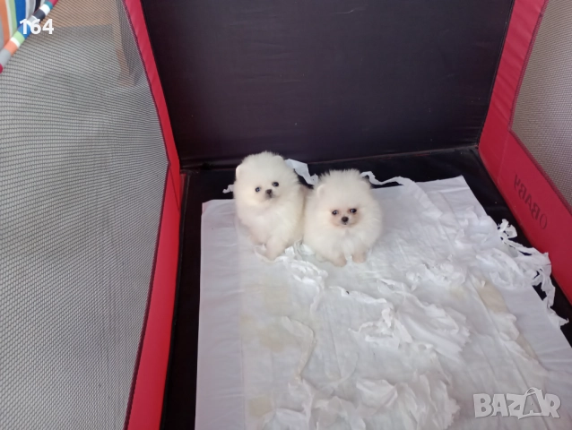 Померани. Минита. Момиченце и момченце. Снимки от 24.12.25 г. 