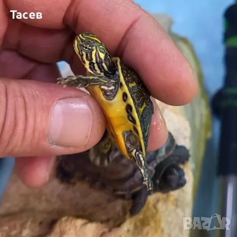 Водни костенурки