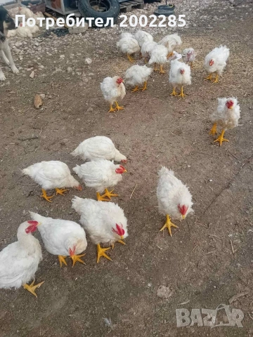 пилета росс 308 бройлери, снимка 5 - Кокошки и пуйки - 53267753