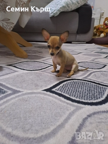 МИНИ пинчерчета , снимка 1