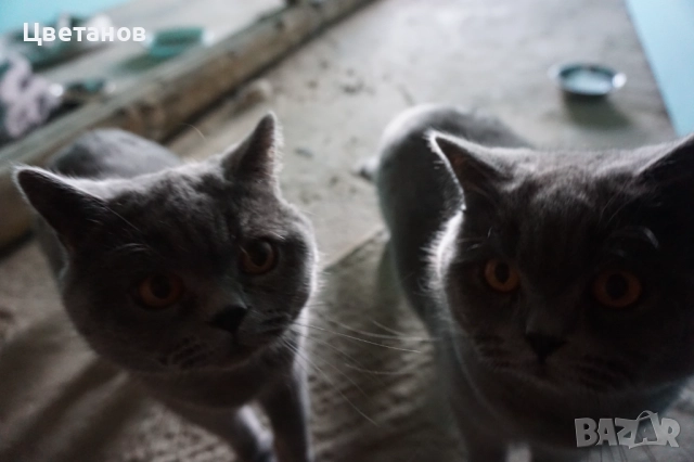 Британска късокосместа, снимка 3 - Британска късокосместа - 52973110