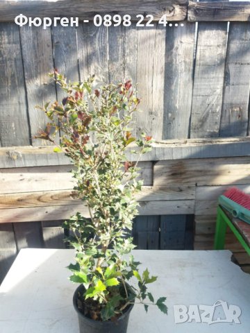 Османтус - osmanthus purpureus, снимка 8 - Разсади - 43887698