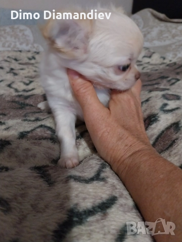 продавам чихуахуа , снимка 3 - Чихуахуа - 52596233