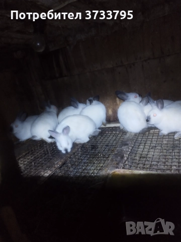 Калифорнийчета, снимка 2 - Други - 52656232