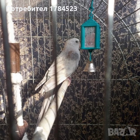 Женски поен папагал 2025г., снимка 4 - Папагали - 52638709